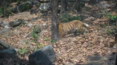  Aslanların İlk Hareketi. Yüksek kalite 4k görüntü