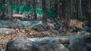 Vahşi doğanın kralı. Yüksek kalite 4k görüntü