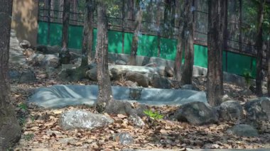  Aslan Aksiyon 'da. Yüksek kalite 4k görüntü