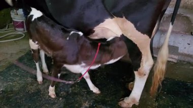 İnek yavrusu annesinden süt içiyor. Yüksek kalite 8K görüntü