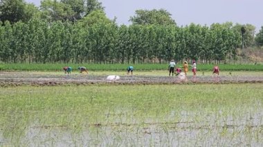 Buğday tarlasında işçi rolü. Yüksek kalite 8K görüntü