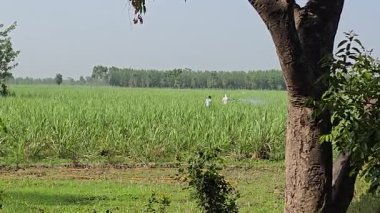 Hintli çiftçi gübre uyguluyor. Yüksek kalite 8K görüntü