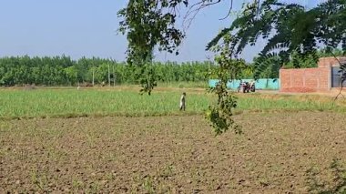 Çiftçi Ekinlerin Arasında Yürüyor. Yüksek kalite 8K görüntü