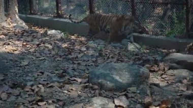 Vahşi doğada yürüyen bir aslan. Yüksek kalite 4k görüntü