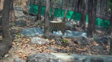 Kral yalnız yürür. Yüksek kalite 4k görüntü