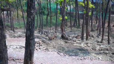 Hindistan 'da Huzurlu Orman Manzarası