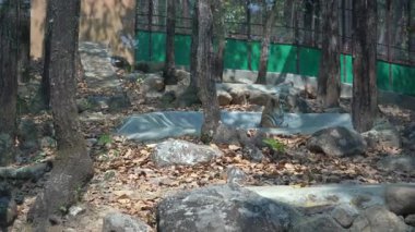 Aslan bir kral gibi oturur. Yüksek kalite 4k görüntü