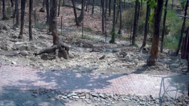 Ağaçlar Arasındaki Geyik Dansı 