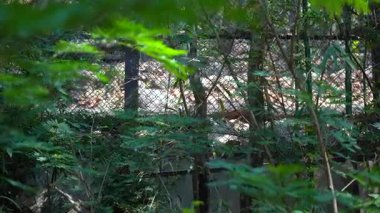 Vahşi doğada geçen bir aslan. Yüksek kalite 4k görüntü