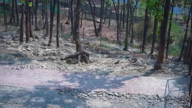 Ağaçların Ortasındaki Geyik. Yüksek kalite 4k görüntü