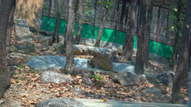  Waterhole 'dan Aslan İçkileri. Yüksek kalite 4k görüntü