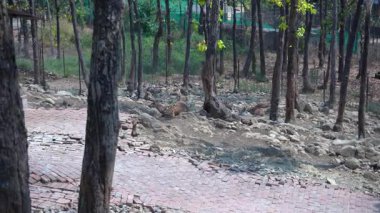 Wood 'un Rock' la buluştuğu yer. Yüksek kalite 4k görüntü