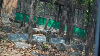 Ormanın Kralı 'na çok yakın. Yüksek kalite 4k görüntü