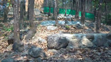 Vahşi doğada oturan bir aslan. Yüksek kalite 4k görüntü