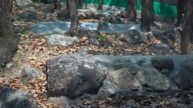 Sersemletici Detaylarda Oturan Aslan Yakalandı. Yüksek kalite 4k görüntü