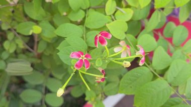 Parlayan Çiçek Manzarası. Yüksek kalite 8K görüntü