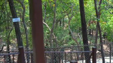 Yapraklar Ağaçtan Kırıldı 'yı izliyordum. Yüksek kalite 4k görüntü