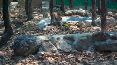 Aslan Sulama Anı. Yüksek kalite 4k görüntü