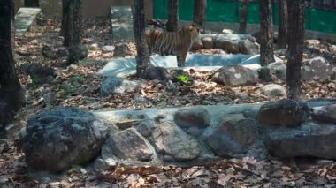 The Lion Roar Echoes Through the Wild. Yüksek kalite 4k görüntü