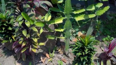 Park Cacti Koleksiyonu. Yüksek kalite 4k görüntü