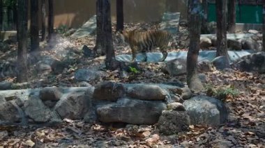 Aslan kükremeye hazır olsun. Yüksek kalite 4k görüntü