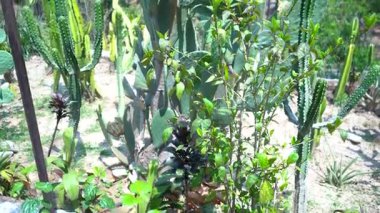 Park Cacti Koleksiyonu. Yüksek kalite 4k görüntü
