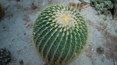 Yuvarlak Kaktüsün Güzelliği. Yüksek kalite 4k görüntü