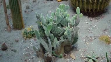 Kaktüs Bitkilerinin Hikayesi. Yüksek kalite 4k görüntü