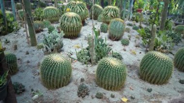 Kaktüs Bahçesi Sanatı. Yüksek kalite 4k görüntü