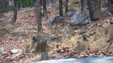 Ormanın derinliklerinde saklı zamansız taş. Yüksek kalite 4k görüntü