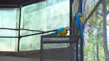 Canlı tüyleri olan güzel bir papağan. Yüksek kalite 4k görüntü