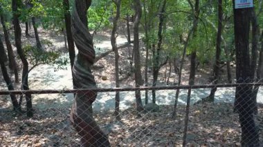 Ormanın derinliklerindeki ağaçların nefes kesici görüntüsü. Yüksek kalite 4k görüntü