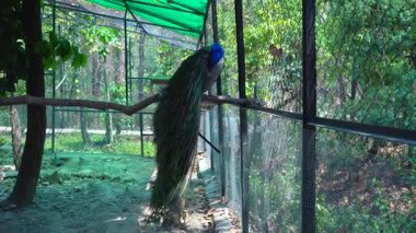 Parkta Tavuskuşu Manzarası. Yüksek kalite 4k görüntü