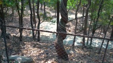 Ormandaki Antik Ağaç. Yüksek kalite 4k görüntü