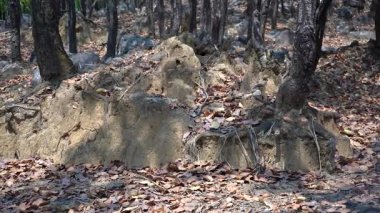 Bir Hint Ormanının Kalbine Bir Bakış. Yüksek kalite 4k görüntü