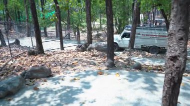 Doğadaki Araba Macerası. Yüksek kalite 4k görüntü