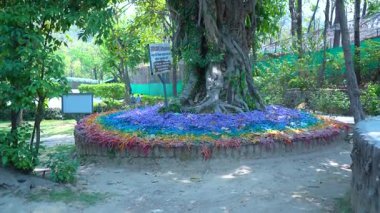 Parktaki Kusursuz Ağaç. Yüksek kalite 4k görüntü