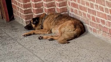 Hindistan 'da Huzurlu Köpek Durağı. Yüksek kalite 4k görüntü