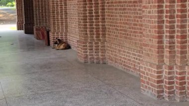 Hindistan 'da Huzurlu Köpek Durağı. Yüksek kalite 4k görüntü