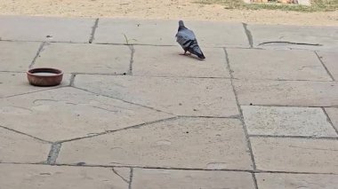 Peigen 'in nefes kesici manzarası. Yüksek kalite 4k görüntü