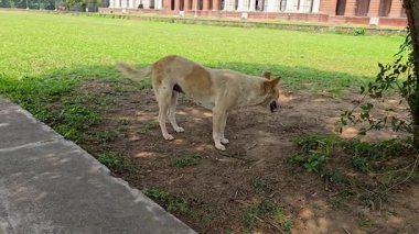 Doğa 'daki köpeklerin vahşi neşesi. Yüksek kalite 4k görüntü