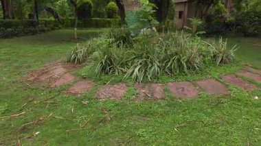  Parkı süsleyen ağaç. Yüksek kalite 4k görüntü