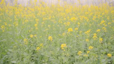 Saharanpur, Uttarpradesh Hindistan 'da 26 Aralık 2024 - Hindistan' da tarım bölgeleri yemyeşil tarlalar, hardal gibi canlı ekinler yoluyla canlanıyor.