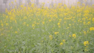 Saharanpur, Uttarpradesh Hindistan-26 Aralık 2024-Birlikte büyüyen şeker kamışı ve hardal manzarası yemyeşil sapların ve altın sarısı çiçeklerin canlı zıtlığını sergiliyor