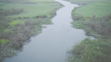 Saharanpur, Uttarpradesh Hindistan-26 Aralık 2024 - Hindistan nehir kıyısındaki ördeklerin güzelliği, sakin sularda zarafetle süzülürken doğanın dingin uyumunu yansıtır.