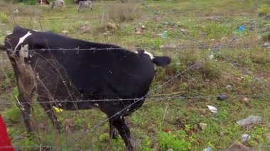 Kırsal Hindistan 'ın Kalbinde İnekler. Yüksek kalite 4k görüntü