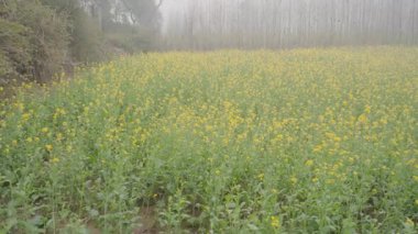 Saharanpur, Uttarpradesh Hindistan-26 Aralık 2024-Birlikte büyüyen şeker kamışı ve hardal manzarası yemyeşil sapların ve altın sarısı çiçeklerin canlı zıtlığını sergiliyor