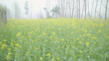 Saharanpur, Uttarpradesh Hindistan-26 Aralık 2024-Birlikte büyüyen şeker kamışı ve hardal manzarası yemyeşil sapların ve altın sarısı çiçeklerin canlı zıtlığını sergiliyor