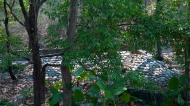 Hindistan 'da Huzurlu Orman Manzarası