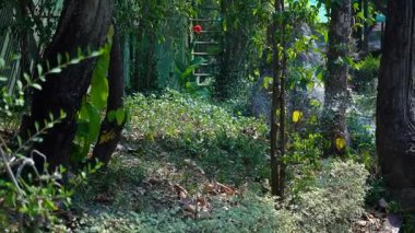 Bahçeyi sevgiyle suluyorum. Yüksek kalite Tam HD görüntü